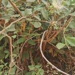 Image result for Maerua angolensis