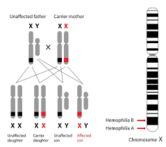 This includes physical characteristics such as hair and eye color, and also characteristics that may not be readily apparent, e.g. Autosomal Dominant The Definitive Guide Biology Dictionary