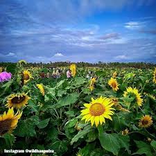 Bunga identik dengan keindahan, keromantisan dan. Wisata Kebun Bunga Matahari Jogja Diburu Selfie Mania