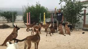 The portuguese water dog is a playful breed. Malinois Loreti Portugal Home Facebook