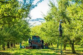 While most of the world associates france with the grape, the mirabelle plum tree (prunus domestica subsp. Mirabelle Season In Lorraine Lorraine Tourisme
