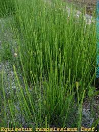 Image result for Equisetum ramosissimum