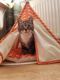 Maybe you would like to learn more about one of these? How To Make A Diy Cat Tent So Adorable You Ll Wish You Could Fit In It Sheknows
