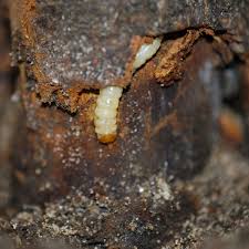 Peach trees (prunus persica) have delicious fruit and attractive blossoms. Peach Tree Borer Treatment Control Planet Natural