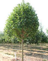 Tree That Can Live In Wet Damp Clay Soil Colorado Landscaping Tree Nursery Green Ash Tree