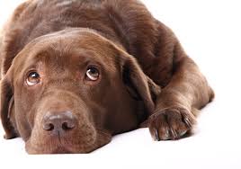 12202 n mo pac expy ste a. South Branch Pet Bird Clinic 27 Photos 117 Reviews Veterinarians 403 E Ben White Blvd Austin Tx Phone Number Yelp