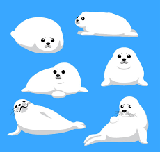 68 Harp Seal Illustrations Clip Art Istock