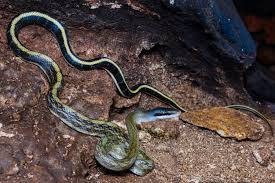 Image result for Rinorea laurentii