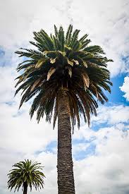 Maybe you would like to learn more about one of these? Queen Palm Trees For Sale Online The Tree Center