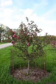 Maybe you would like to learn more about one of these? Scarlet Brandywine Crabapple Malus Scbrazam Crab Apple Crabapple Tree Plants