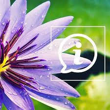 Importers of fine silk flowers and home accessories.flowers, arrangements,vases, accessories and more. What Is Blue Lotus Zamnesia