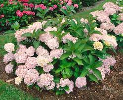 Details 'madame emile mouillère' is a small deciduous shrub to 1.8m, with large oval leaves and. Hydrangea Macrophylla Madame Emile Mouillere Mediendatenbank
