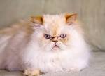 Available Himalayan Kittens For Sale & Cats For Adoption