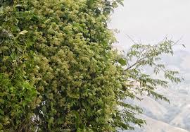Image result for Mikania cordata
