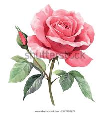 1,4 milhão vetores e arte vetorial stock de Rosa | Shutterstock