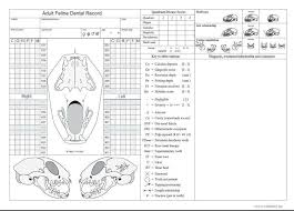 A surgical extraction is required if the tooth has a broken root, or if the tooth is healthy. Risultati Immagini Per Feline Dental Chart Immagini