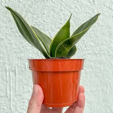 Image result for Sansevieria