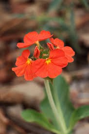 Image result for Crossandra greenstockii