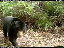 Birds, insects, or as in the case above, ground squirrels. Large Animals Invaluable For Tree Seed Dispersal And Regeneration Of Tropical Forests