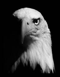 Black And White Eagle Pin By Mudskipperfan On Eagles Animals Black And White Bald Eagle Animal Photography