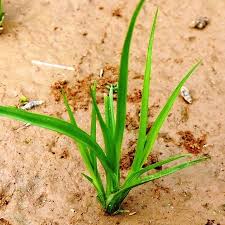 Image result for Courtoisina cyperoides