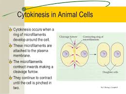 We did not find results for: 2 5 Cell Division
