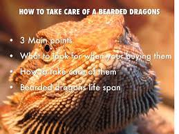How to take care of a bearded dragon. How To Take Care Of A Bearded Dragon By Tony Jones