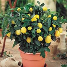 The exception to this is if they're from a dwarf rootstock, in which case you could get fruit within as little as one year. 5 Tips For Growing Potted Lemons On Plant A Lemon Tree Day May 15