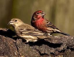 Birds With Red Heads Red Headed Sparrow Google Search Finches Bird Backyard Birds Beautiful Birds