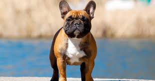 Satılık french bulldog cinsine ait sevimli bir dost arıyorsan veya kendin ilan oluşturmak istiyorsan, en güvenli adres patibul seni bekliyor! Pin On French Bulldogs