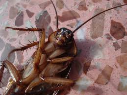 The lipas terbang has been the number one household enemy for years, and telecommunication kuala lumpur: Semua Perkara Tentang Lipas Di Rumah Yang Anda Perlu Tahu Mypestnews