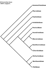 Image result for Styppeiochloa