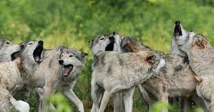 Nous protégeons la nature depuis 1854. Plan Loup Le Conseil National De La Protection De La Nature Deplore L Absence D Approche Ecosystemique