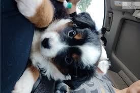 Vaccinations/deworming current, included is health record & health warranty they are i spy some pups with adorable eyes that inherited their mama's expressive eyebrows mini aussiedoodle puppies! Miniature Australian Shepherd Puppy For Sale Near Austin Texas 93c939a8 Bb31