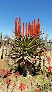 Aloe Ferox In Flower August 2016 Blooming Succulents African Plants Cacti And Succulents