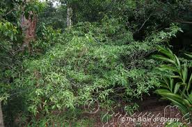 Image result for Tabernaemontana inconspicua