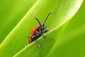 Find pest control services in jacksonville, fl for home & commercial pest control, bug and animal removal, ant control, termite inspections and treatment, animal control and dead animal removal, and more. Jacksonville Pest Control Residential Commercial Exterminator