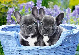Find french bulldogs for sale on oodle classifieds. French Bulldog Puppies 1000 Teile Castorland Puzzle Online Kaufen