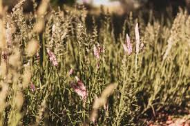 Image result for Hermbstaedtia fleckii