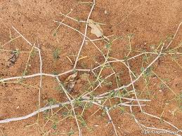 Image result for Limeum