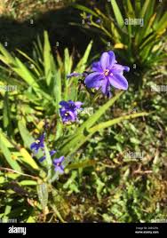 Image result for Aristea ecklonii