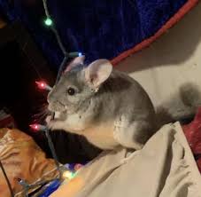 Chinchillas are considered the softest animals in the world and make for a very unique pet. Female Chinchilla For Sale Live Small Pets Petsmart
