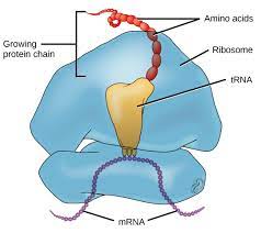 Trnas And Ribosomes Article Translation Khan Academy
