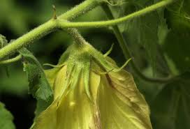 Image result for Hibiscus ludwigii