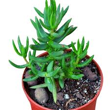 Image result for Crassula granvikii