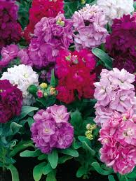 We know four seasons of the year. 17 Annual Flowers For Year Round Color Annual Flowers Year Round Flowers Stock Flower