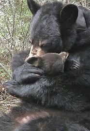 Pin On I Am A Grizzly Bear Lover