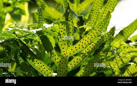 Image result for Microsorum scolopendria