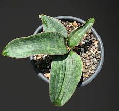 Image result for Sansevieria humiflora