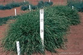 Image result for Cenchrus trisetus